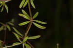 Stiff marsh bedstraw